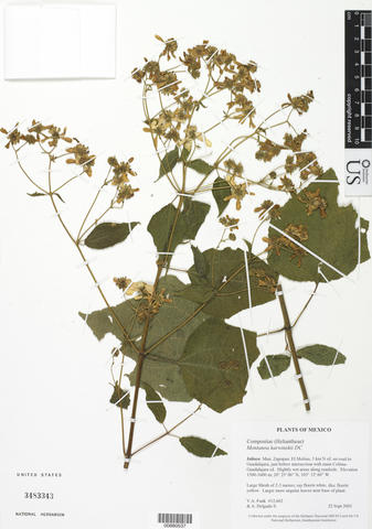 M. karwinskii herbarium sheet.