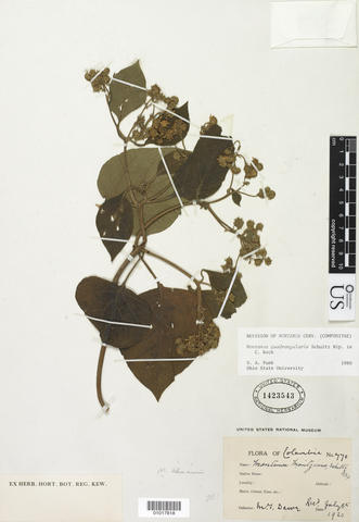 M. qudrangularis herbarium sheet.
