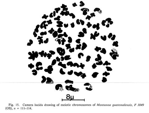 Illustration of meiotic chromosomes of Montanoa guatemalensis