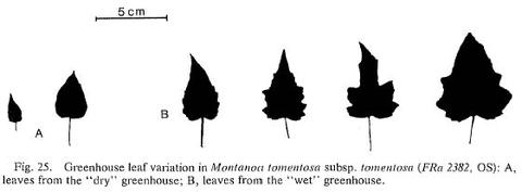 Leaf variation in Montanoa tomentosa subsp. tomentosa