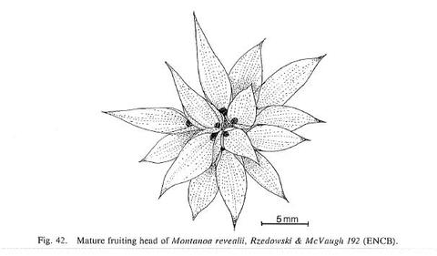 Mature fruiting head of Montanoa revealii