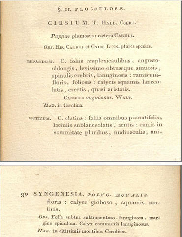Michaux's original description of Cirsium muticum