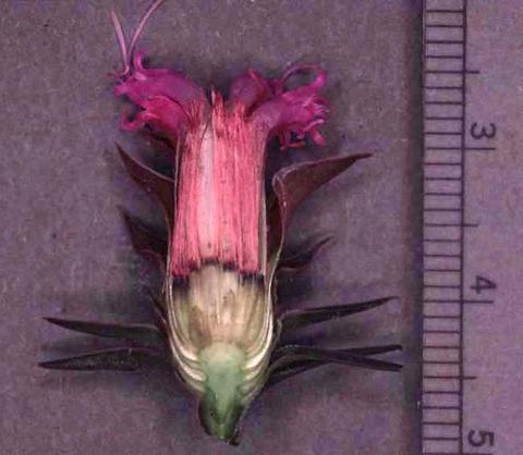 Native, from Wellborn, TX. (longitudinal section of head