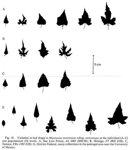 Variation in leaf shape in Montanoa tomentosa susp. tomentosa