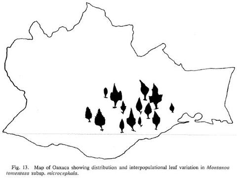 Map of Oaxaca showing leaf variation in Montanoa tomentosa subsp. microcephala