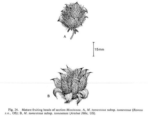 Mature fruiting heads of Montanoa tomentosa subsp. tomentosa