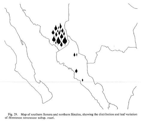 Map of southern Sonora and northern Sinaloa, showing the distribution and leaf variation of Montanoa tomentosa subsp. rosei