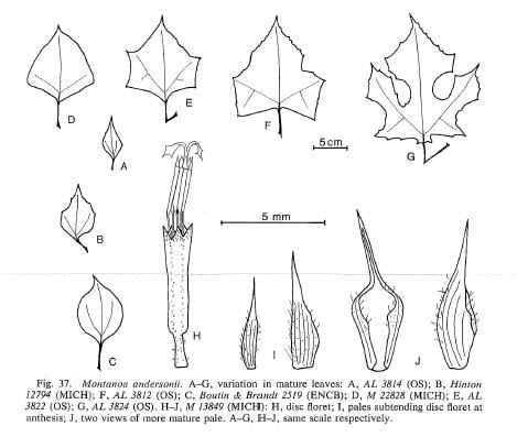 Illustration of Montanoa andersonii leaves, disc floret and pales