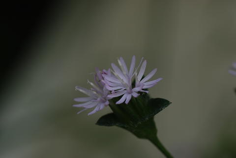flower heads