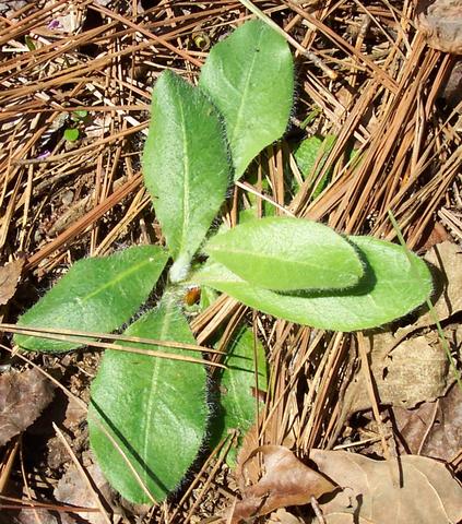 habit of plant in flower