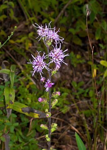 Liatirs Squarrosa