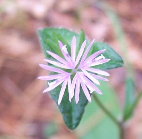 flower head close up