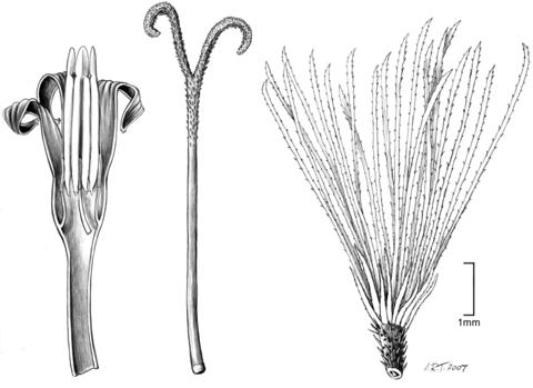 Sampera coriaceus; details of the flower and achene